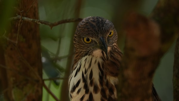 Imagen de ejemplo que muestra un pájaro en una rama mirando hacia la cámara