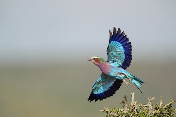 Imagen de ejemplo de un pájaro en vuelo